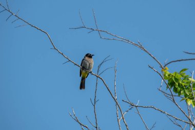Beyaz gözlüklü Bulbul (Pycnonotus xanthopygos) bir dala oturmuş