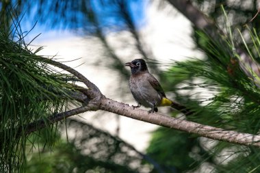 Beyaz gözlüklü Bulbul (Pycnonotus xanthopygos) bir dala oturmuş