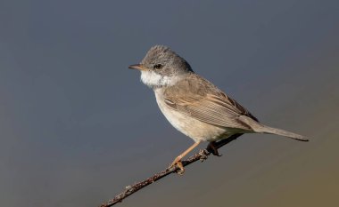 Daha az beyaz boğazlı (iSylvia curruca) bir ağaç dalında oturuyor