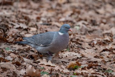 Yaygın Orman Güvercini (Columba palumbus) Vahşi Yaşam Hayvanı