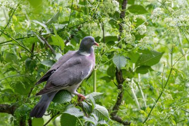 Tahta güvercin (Columba palumbus) yeşil yapraklar arasında ağaç dalına tünemiş.