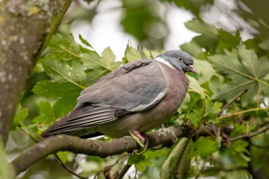 Tahta güvercin (Columba palumbus) yeşil yapraklar arasında ağaç dalına tünemiş.