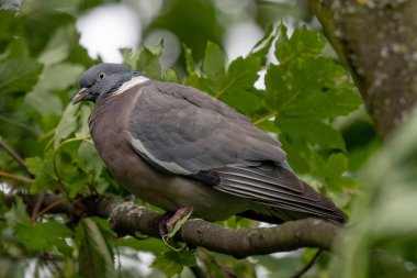 Ağaç dalında Genel Orman Güvercini (Columba palumbus)