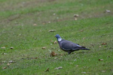 Yaygın Orman Güvercini (Columba palumbus) Vahşi Yaşam Hayvanı