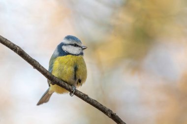 Blue tit (Parus caeruleus) resting on tree branch