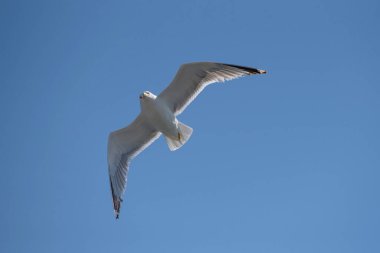 Doğal ortamda sarı bacaklı martı (Larus michahellis) portresi