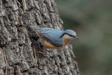Avrasyalı Nuthatch Sitta Avrupa 'da sonbaharda, bir ağaç gövdesinde oturuyor..