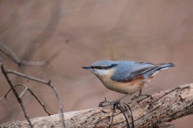 Avrasyalı Nuthatch Sitta Avrupa 'da sonbaharda, bir ağaç gövdesinde oturuyor..