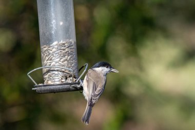 Coal tit (Periparus ater) bird sitting on bird feeder