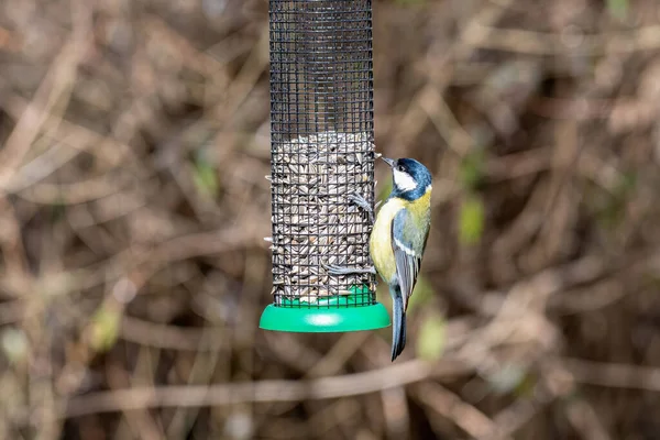 Great tit (Parus major) taking seeds from bird feeder 