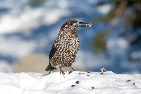 Spotted Nutcracker Nucifraga Caryocatactes Sitting Perch — Fotografia de Stock