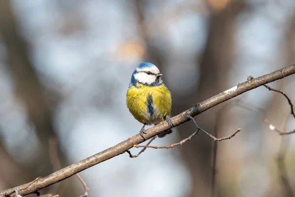 Blue Tit Parus Caeruleus Resting Tree Branch — Stockfoto