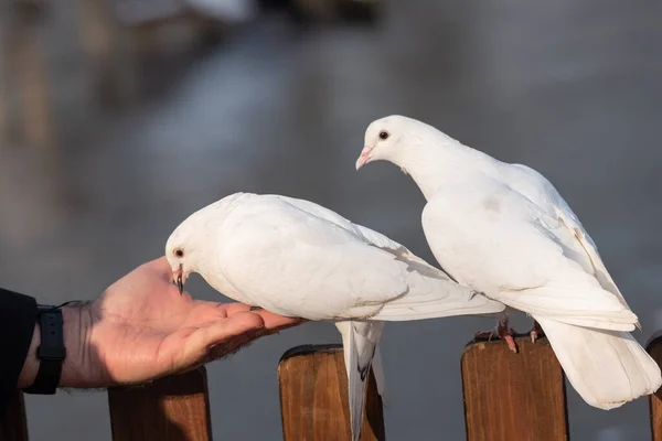 Weiße Taube Frisst Aus Menschenhand Das Konzept Von Freundschaft Und — Stockfoto