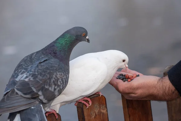 White Pigeon Eats Man Hand Concept Friendship Help — стокове фото