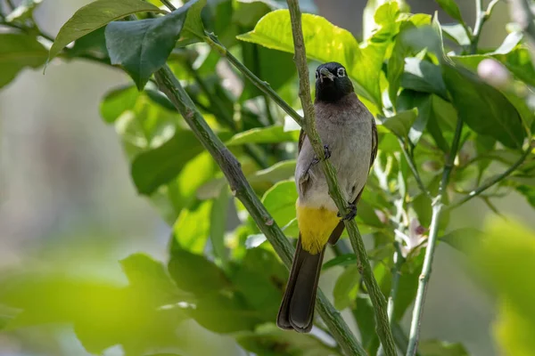 White Spectacled Bulbul Pycnonotus Xanthopygos Sitting Branch — стокове фото