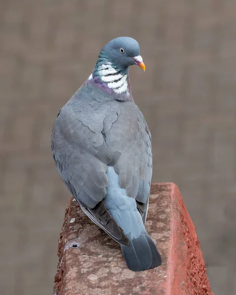 Common Wood Pigeon Columba Palumbus Wild Life Animal — Fotografia de Stock