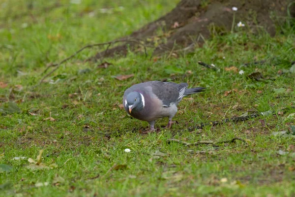 Common Wood Pigeon Columba Palumbus Wild Life Animal — стокове фото