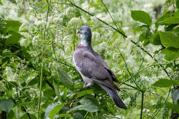 Pigeon Des Bois Columba Palumbus Perché Sur Branche Arbre Entre — Photo