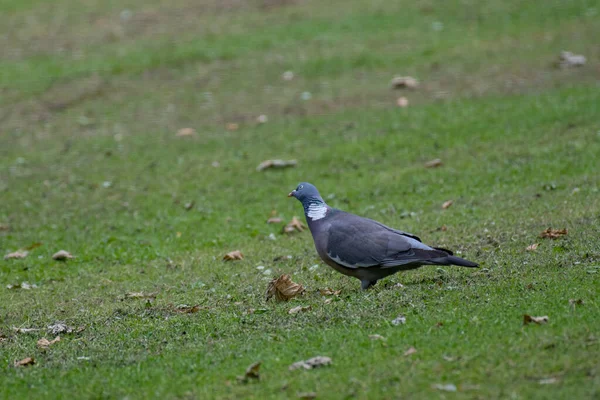 Common Wood Pigeon Columba Palumbus Wild Life Animal — стокове фото