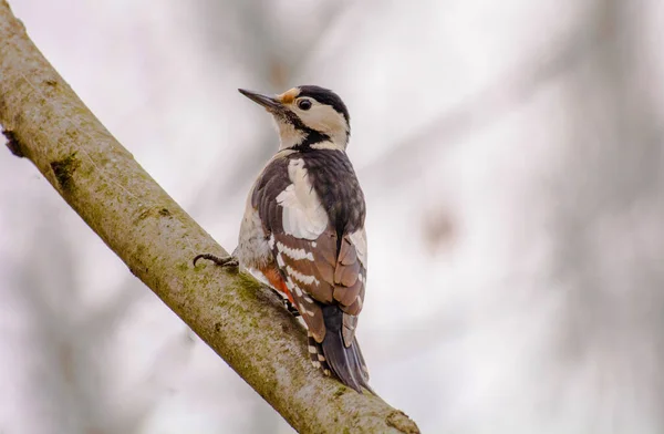 Great Spotted Woodpecker Dendrocopos Major Perching Beech Trunk — Fotografia de Stock
