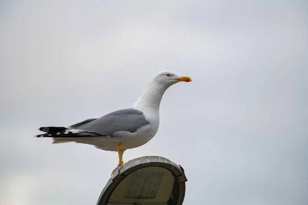 Gaivota Cáspio Larus Cachinnans Está Perfil — Fotografia de Stock