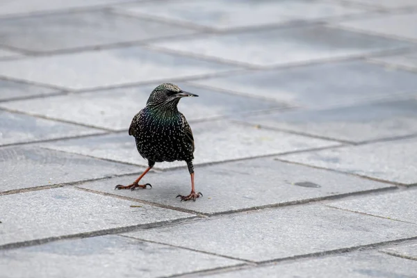 Common Starling Sturnus Vulgaris Walking Park — стокове фото