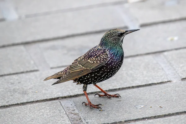 Common Starling Sturnus Vulgaris Walking Park — Fotografia de Stock