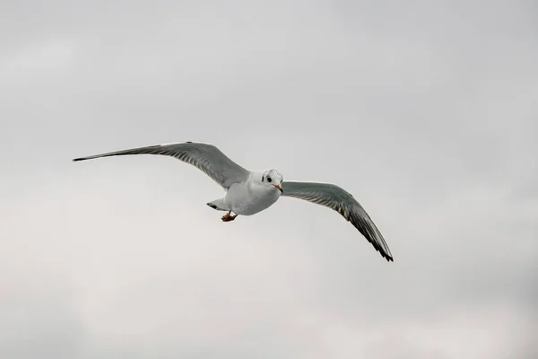 Portrait Détaillé Goéland Tête Noire Larus Ridibundus Volant Naturel — Photo