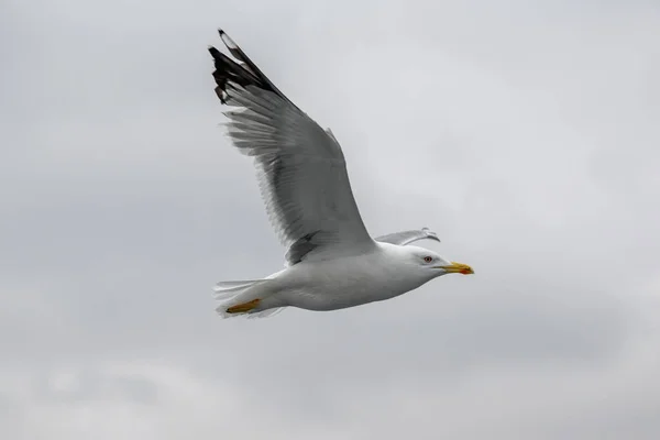 Gros Plan Sur Mouette Caspienne Larus Cachinnans Fligh — Photo