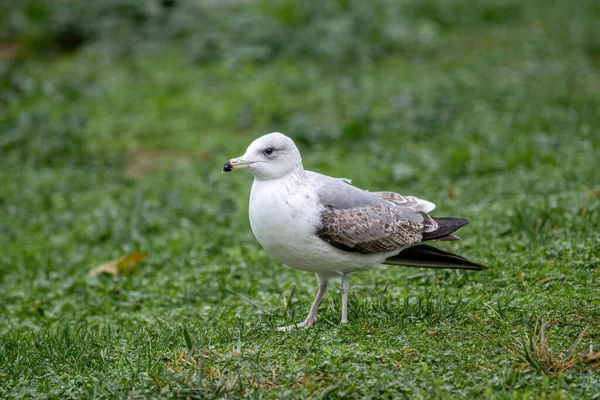 Großaufnahme Der Kaspischen Möwe Larus Cachinnans Auf Dem Feld — Stockfoto