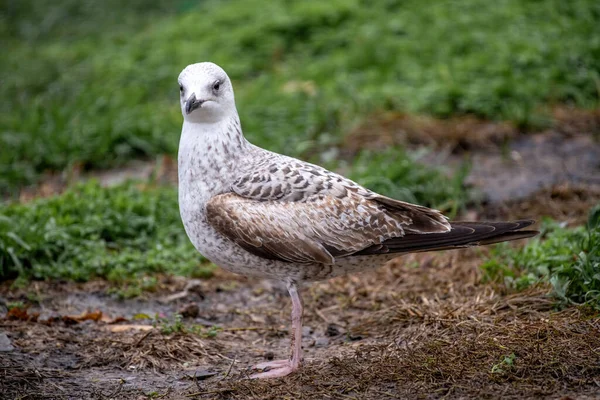 Gros Plan Sur Mouette Caspienne Larus Cachinnans Sur Terrain — Photo