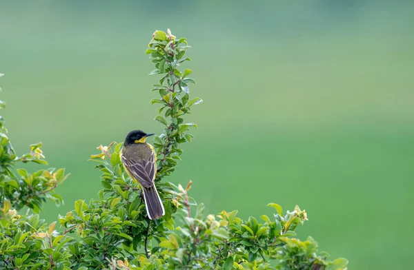 Schwarzkopf Bachstelze Motacilla Flava Feldegg Thront Auf Einem Zweig — Stockfoto