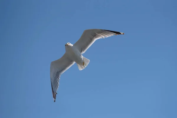 Portrait Goéland Pattes Jaunes Larus Michahellis Oiseau Milieu Naturel — Photo