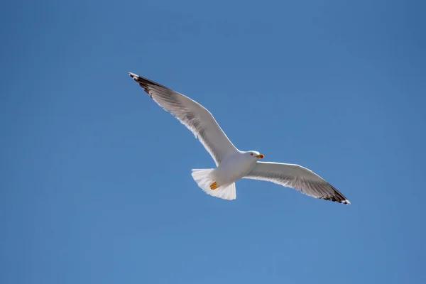 Portrait Goéland Pattes Jaunes Larus Michahellis Oiseau Milieu Naturel — Photo