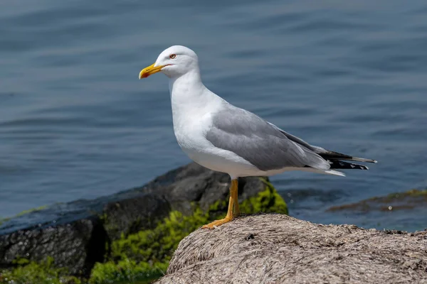 Portrait Yellow Legged Gull Larus Michahellis Bird Natural Environment — стоковое фото