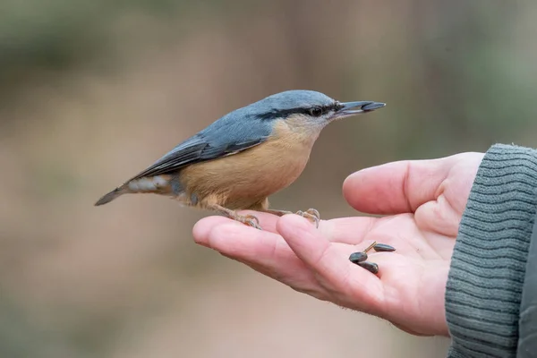 Trepador Madera Nuthatch Eurasiática Mano Anciano — Foto de Stock