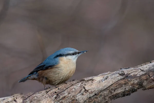 Eurasian Nuthatch Sitta Europaea Autumn Sitting Tree Trunk — Stock Photo, Image