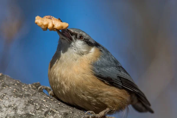 Eurasian Nuthatch Sitta Europaea Sitting Tree Trunk Nut Its Beak — Stockfoto