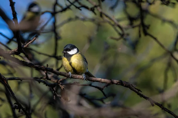 Parus Major Great Tit Branch Small Woodland Bird Family Paridae — Stockfoto