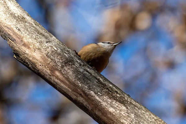 Eurasiska Nuthatch Sitta Europaea Sittande Trädgren — Stockfoto