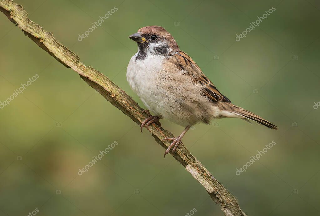 El gorrión de árbol eurasiático (Passer montanus) es un ave paseriforme