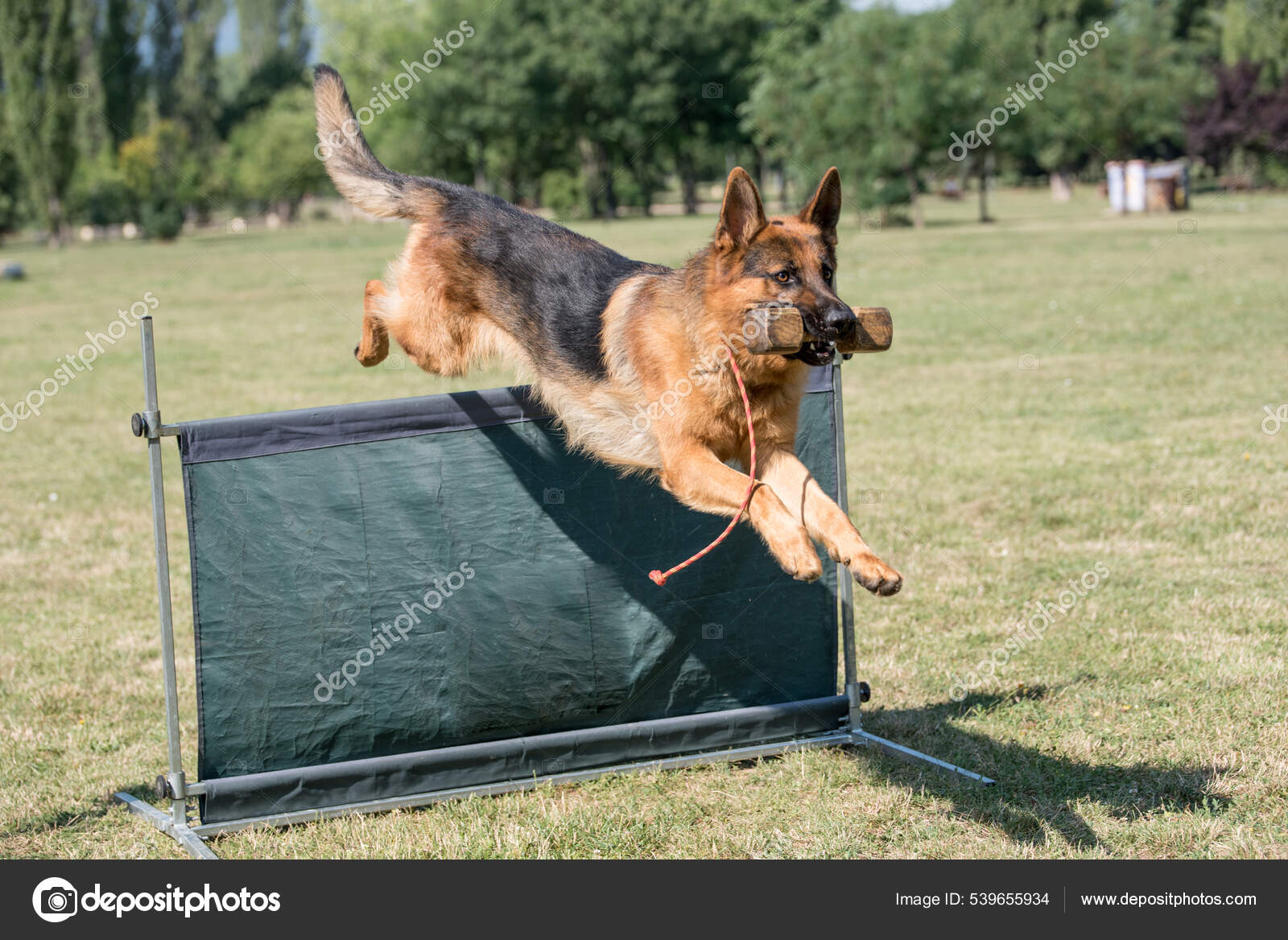 German Shepherd Agility Competition Bar Jump Proud Dog Jumping
