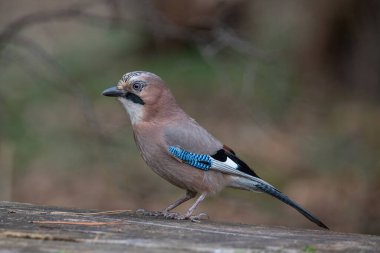 Avrasyalı Jay 'in (Garrulus glandarius) portresi. Karga ailesindeki kuş.  