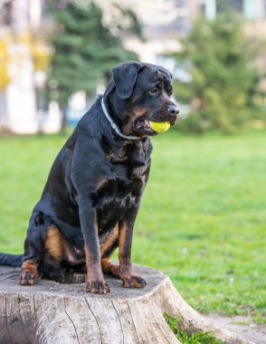 Yazın güzel yaşlı köpek Rottweiler