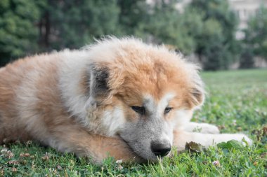 Genç akita inu dogunun portresini kapat. Odaklan.