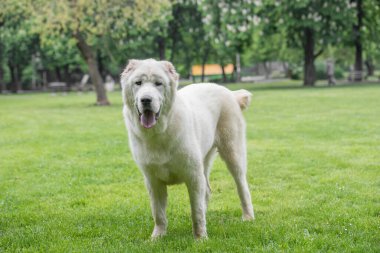 Orta Asya çoban köpeği. Alabai - Orta Asya 'nın bölgelerinden eski bir cins