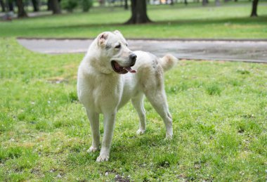 Orta Asya çoban köpeği. Alabai - Orta Asya 'nın bölgelerinden eski bir cins