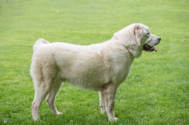 Orta Asya çoban köpeği. Alabai - Orta Asya 'nın bölgelerinden eski bir cins