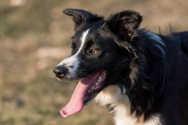 Border Collie köpeğinin parktaki yakın görüntüsü. Seçici odak