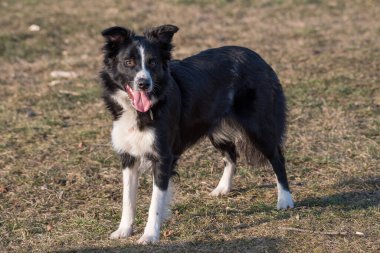 Border Collie köpeğinin parktaki yakın görüntüsü. Seçici odak